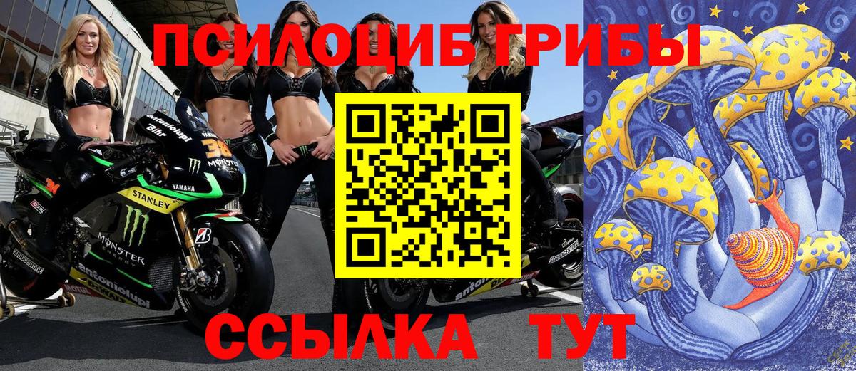 Галлюциногенные грибы Psilocybe Луховицы