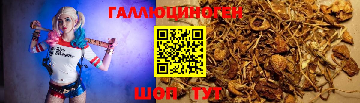 Галлюциногенные грибы Psilocybine cubensis  Вход с VPN  Луховицы 